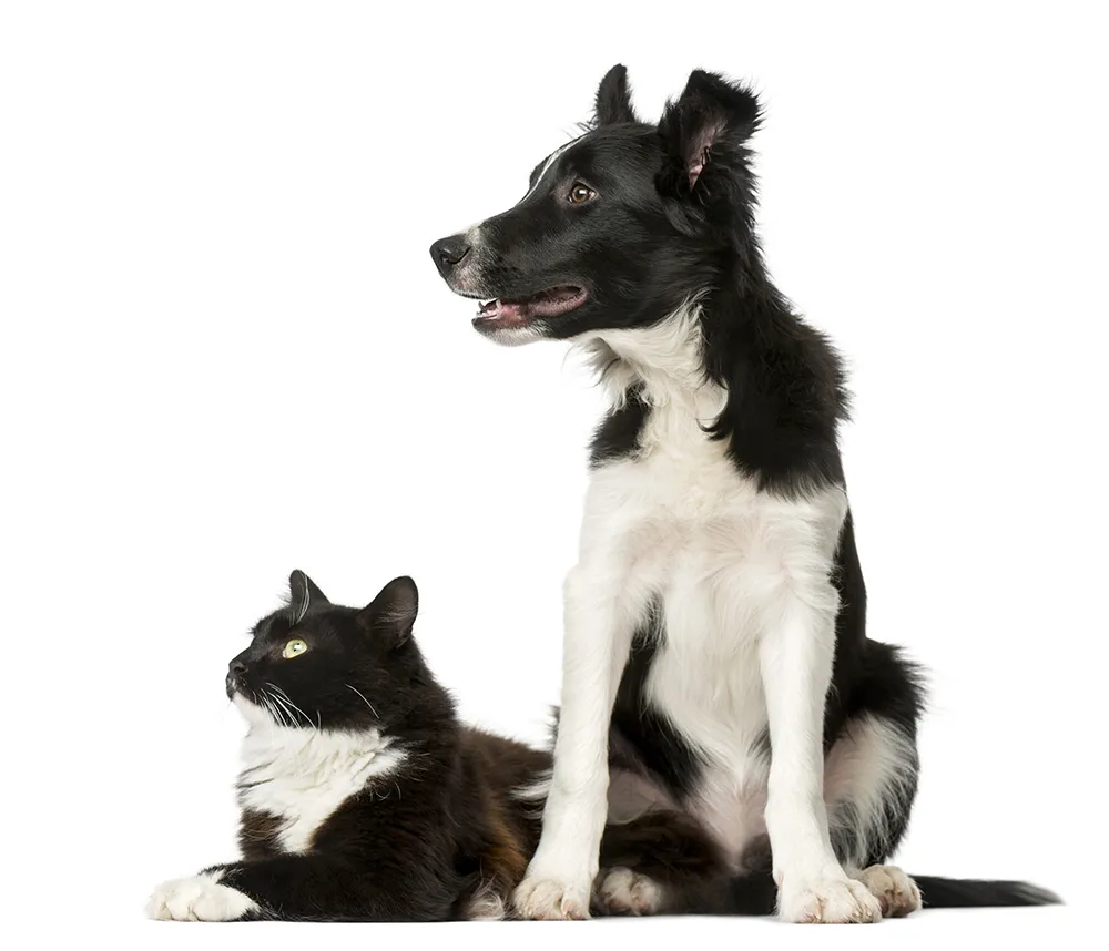 Dog and Cat